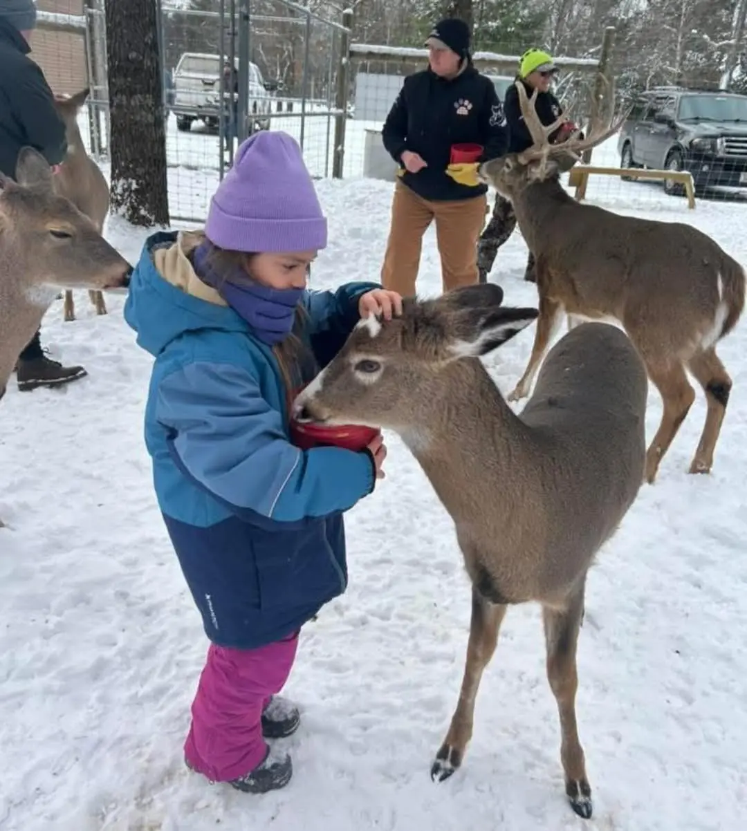 feeding the baby deer