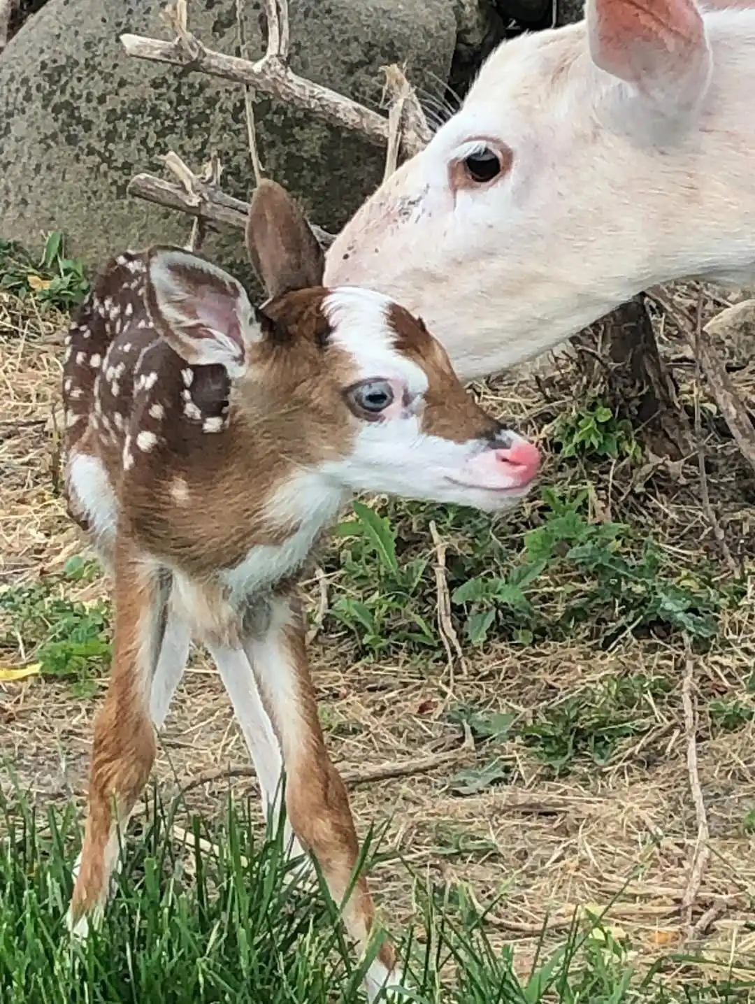 sweet baby deer