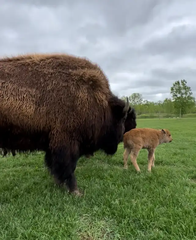 bison and baby