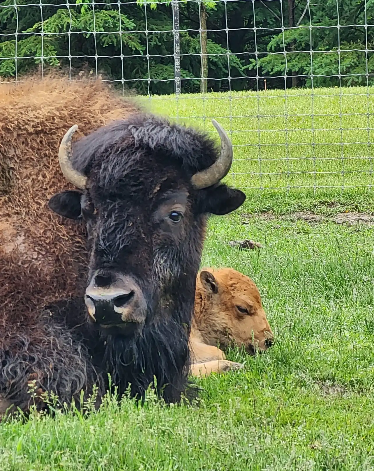 bison and baby