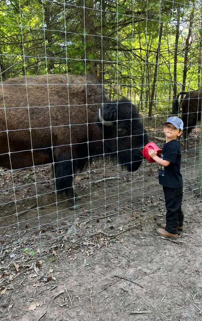 little boy feeding the bison