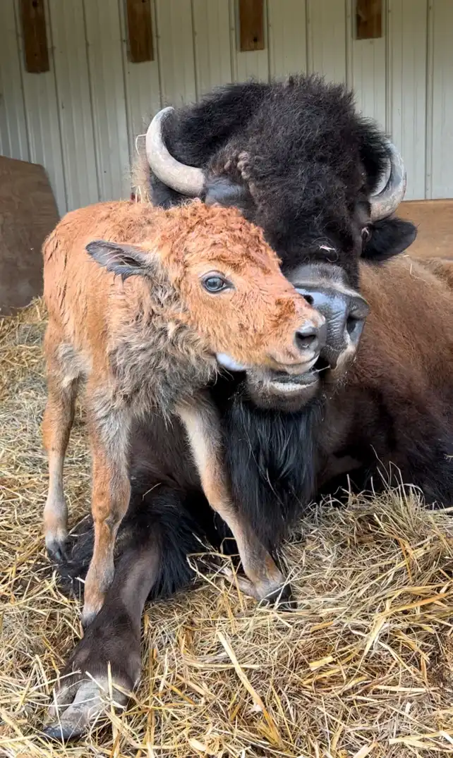 bison and baby