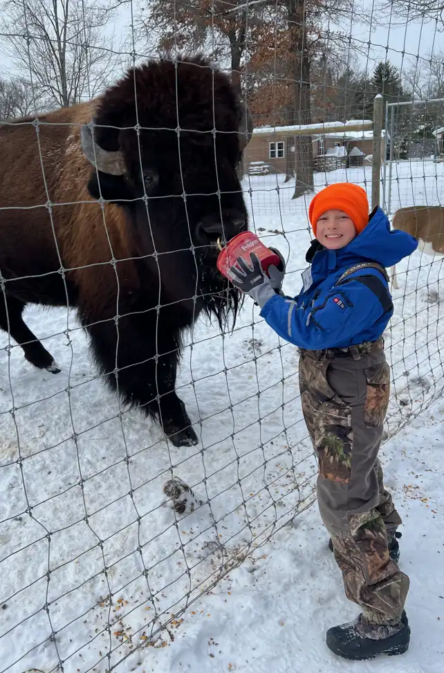 little boy feeding the bison