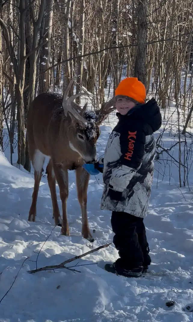 little boy feeding a buck