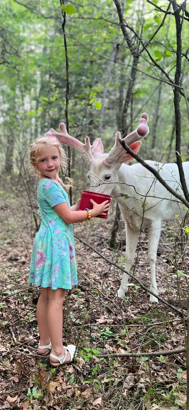 little girl feeding the deer