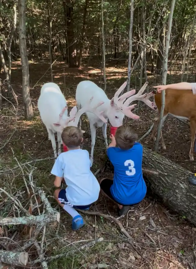 kids feeding the white bucks