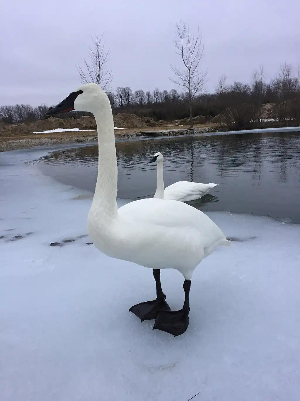 Chief and Sierra Trumpeter Swans