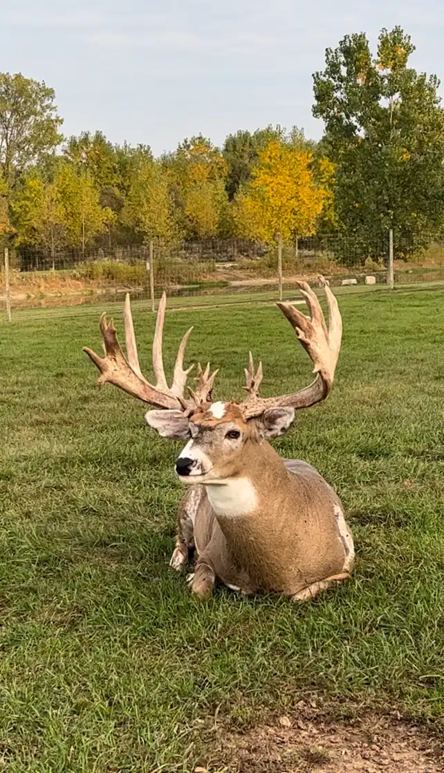 handsome buck resting in the grass