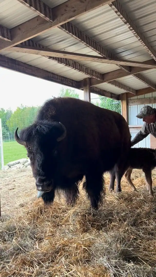 Benny the Bull Bison