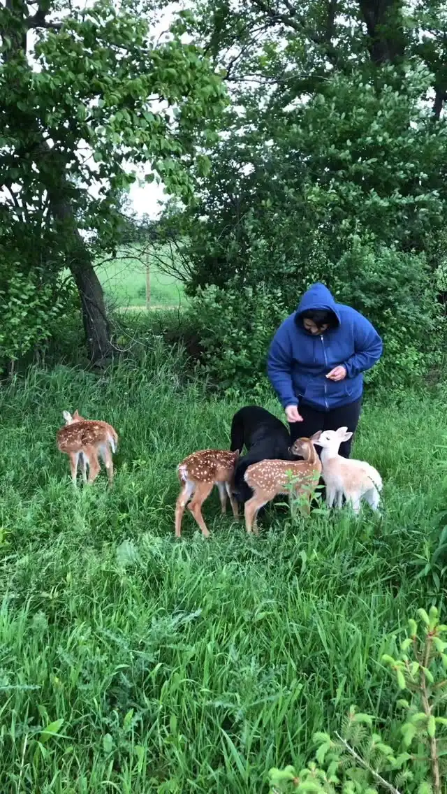 feeding baby deer