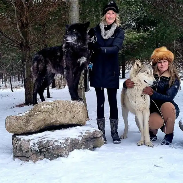 ladies posing with the wolf dogs